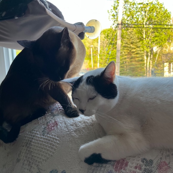 Meet your Posher, Susanne - Picture 3 of 16